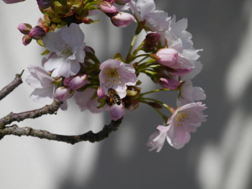 Blüte2
